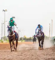 مصر تستضيف السبت سلسلة سباقات كأس رئيس الإمارات للخيول العربية