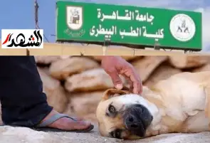 كشف حساب لعمليات تعذيب مروعة ضد حيوانات حية داخل طب بيطري القاهرة