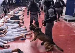 المرصد الأورومتوسطي: كلاب عسكرية هولندية لدعم جيش الاحتلال في مواجهة الفلسطينيين