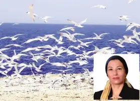 الاحتفال باليوم العالمى لهجرة الطيور من أعلى جبل الجلالة: لماذا نحتاج الطيور أكثر مما تحتاجنا؟