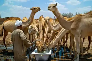 الثقافي الروسي ينظم ندوة "التكوين في التصوير الفوتوغرافي" للمصور العالمي أشرف طلعت