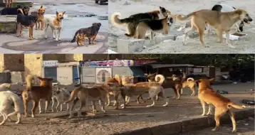 التسميم والإعدام الجماعي لكلاب الشوارع حل مقبول لدى البعض!