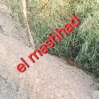 استغاثة | مزارعو قنا يشكون قيام الطرق والكبارى بالتعدى على "مسقى خاص بارأضيهم"